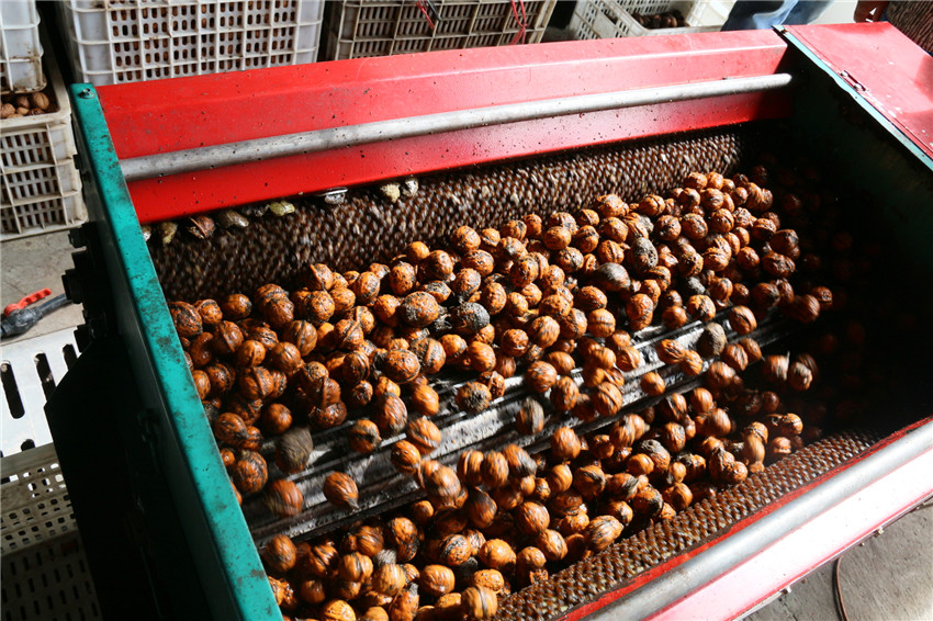 核桃脫殼.jpg 核桃脫殼.jpg