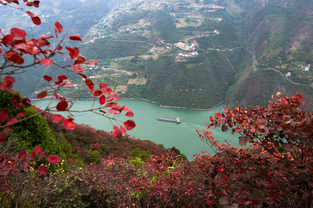 船舶行駛在紅葉掩映下的長(zhǎng)江三峽重慶市巫山縣水域（2023年11月30日攝）。新華社記者 肖藝九 攝