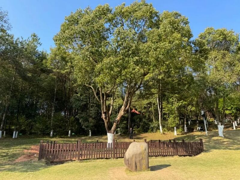 習(xí)近平同志為福建省長汀縣水土保持科教園捐種的香樟樹。圖源：學(xué)習(xí)時報