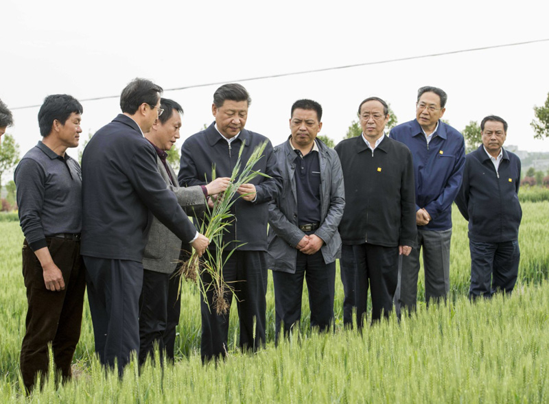 2016年4月25日下午，習(xí)近平在安徽滁州市鳳陽縣小崗村察看小麥長勢。左一為種糧大戶程夕兵。新華社記者 李學(xué)仁 攝